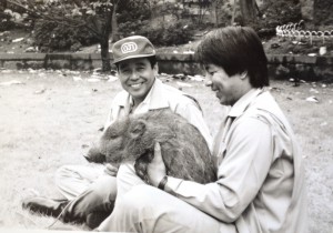 写真10　保護されたイノシシ